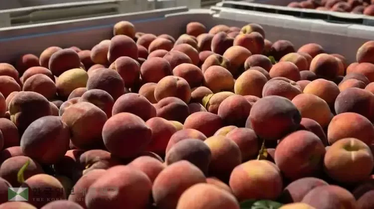 복숭아 재배 꽃 솎기 잎 따기 갈반병 방제_9