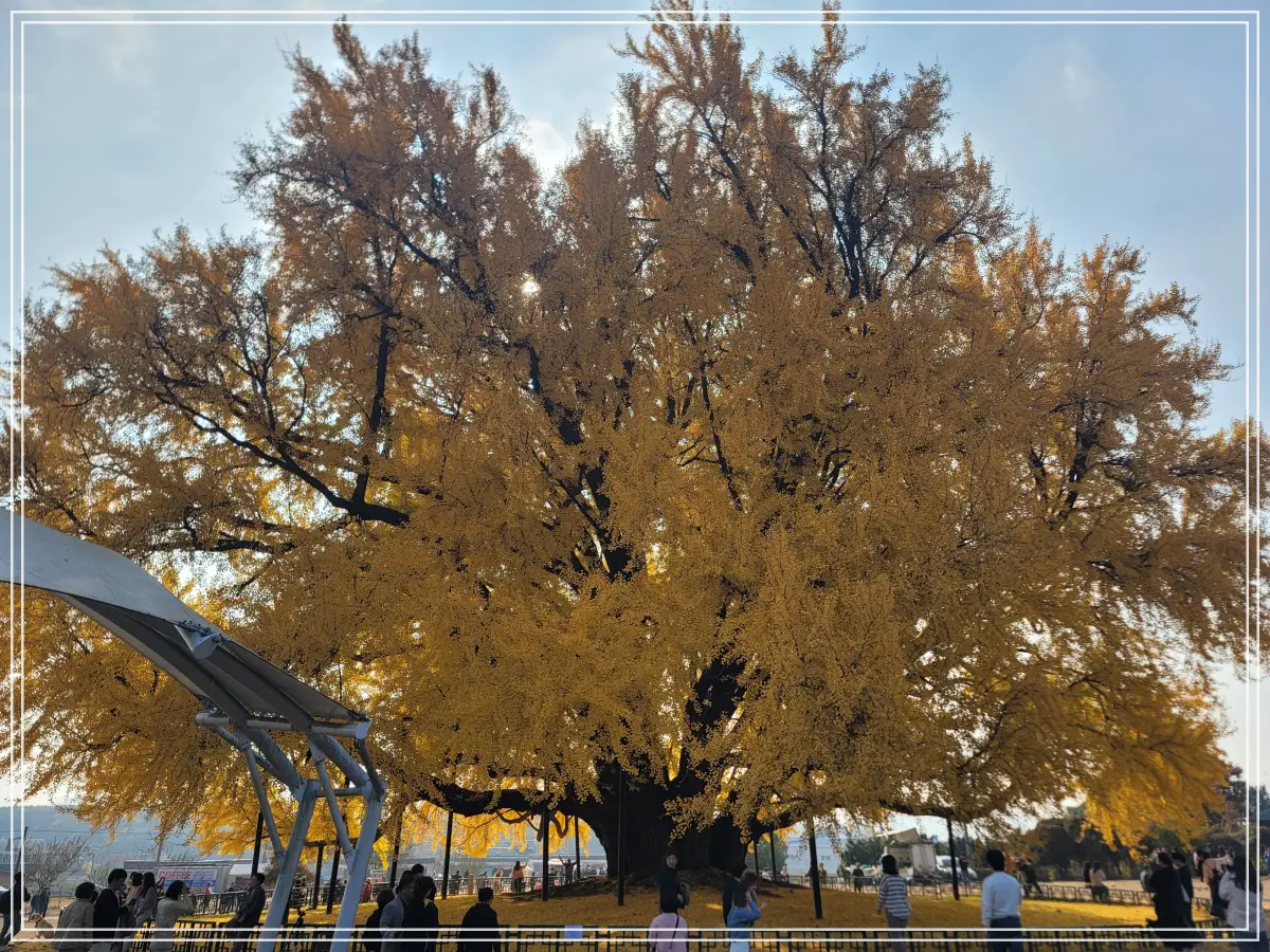 반계리-은행나무-햇빛-차단