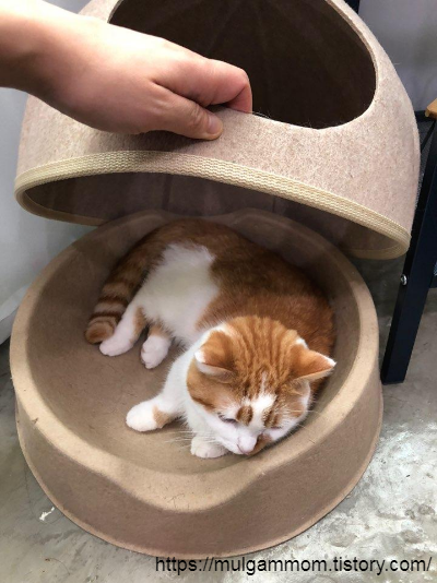 고양이숨숨집