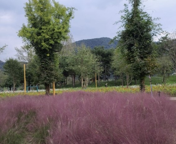 가평여행-핑크뮬리