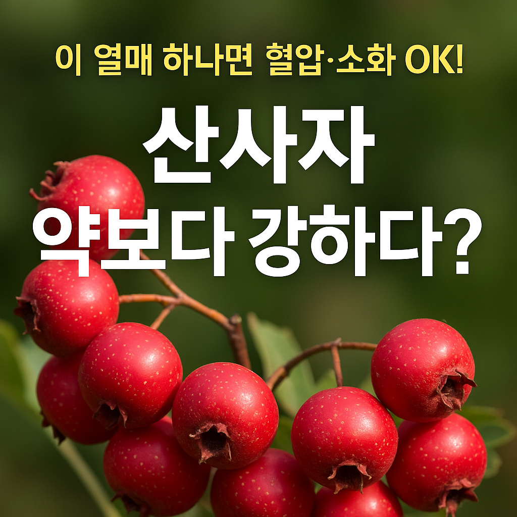 산사나무 열매 효능