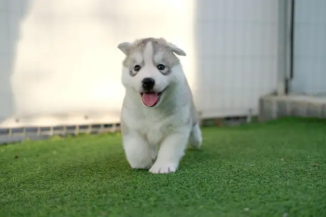 소형견 필독! 강아지 기관지협착증 관리법과 피해야 할 음식