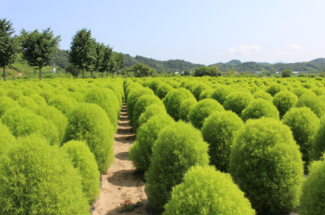 연천 임진강 댑싸리 공원