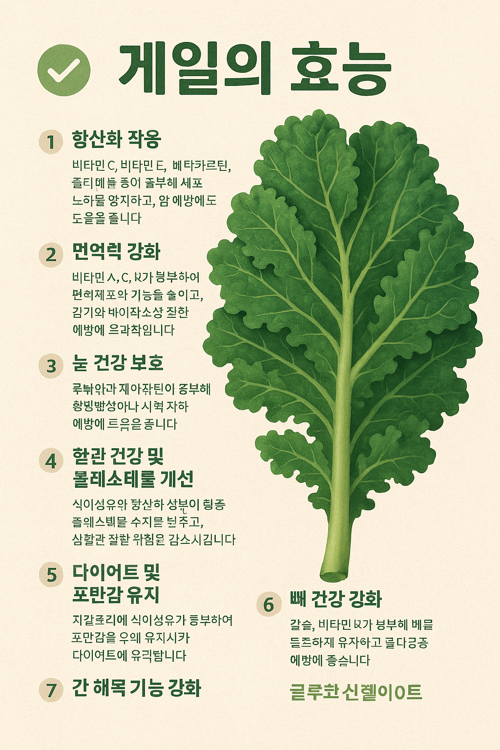 ✅ 케일의 주요 효능 이미지