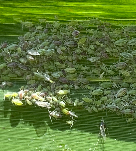 복숭아가루진딧물 기주교대 갈대2