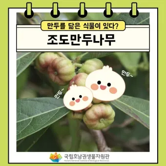 초저조도 식물 추천 빛부족집 관리요령 물주기간격 식물등활용_10