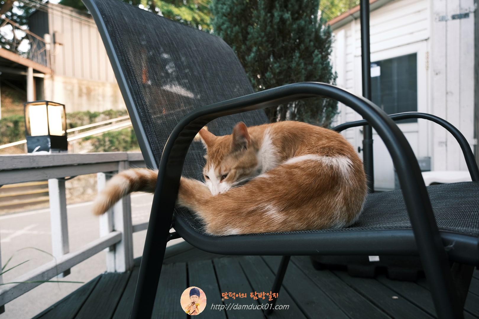 은행나무길 고양이