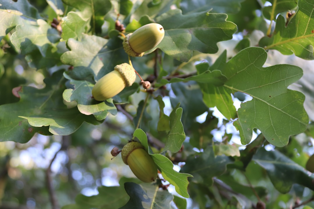Acorn