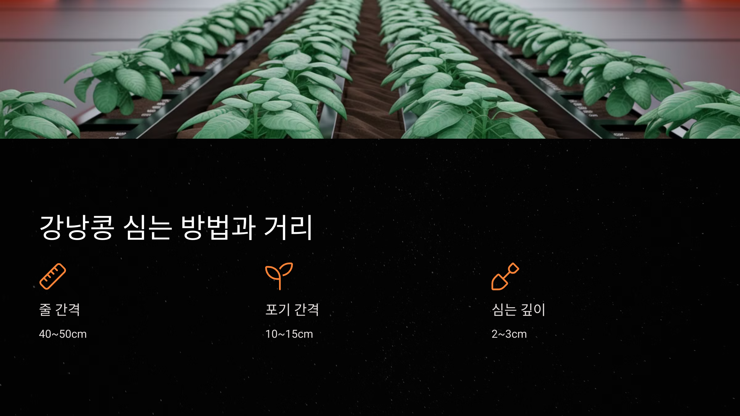 강낭콩 심는 방법과 거리