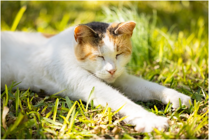 고양이 발톱 긁는 행동의 진짜 이유와 해결법 - 긁는 본능, 억제보다 이해가 먼저입니다