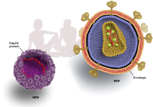 HIV &amp; HPV