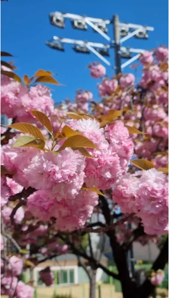 겹벚꽃 개화시기 숨겨진 명소_21