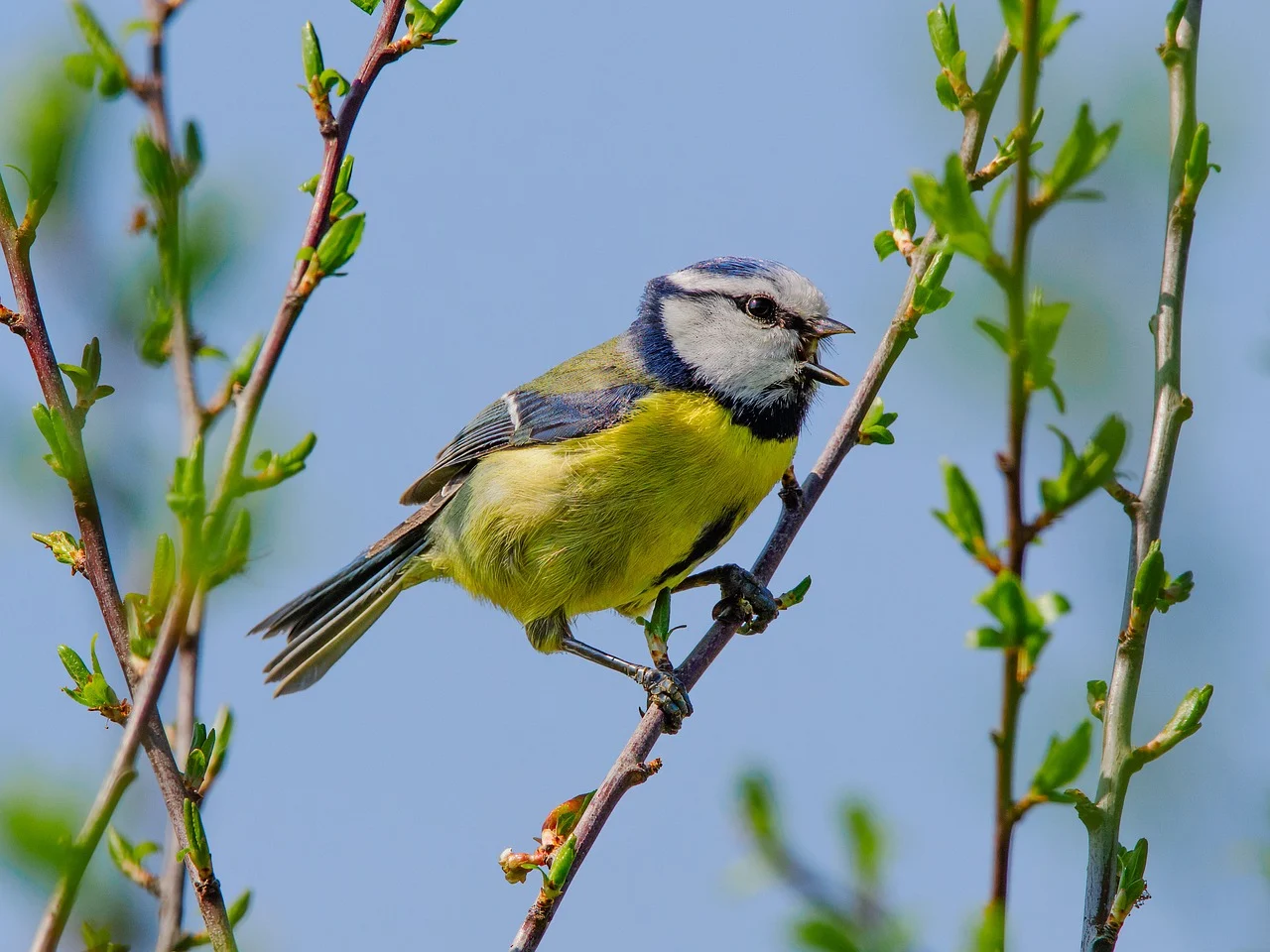 뉴칼레도니아뜸부기와 인간의 공존 가능성