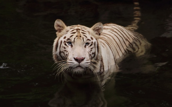호랑이에게 쫓기는 꿈