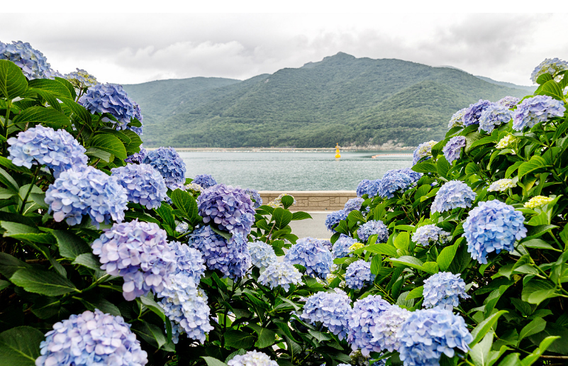 바다가 보이는 수국 꽃 사진