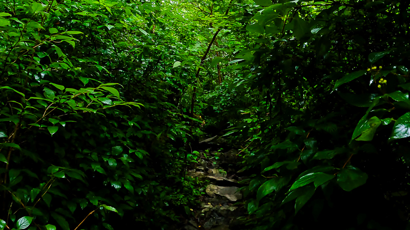 가리왕산 원시림