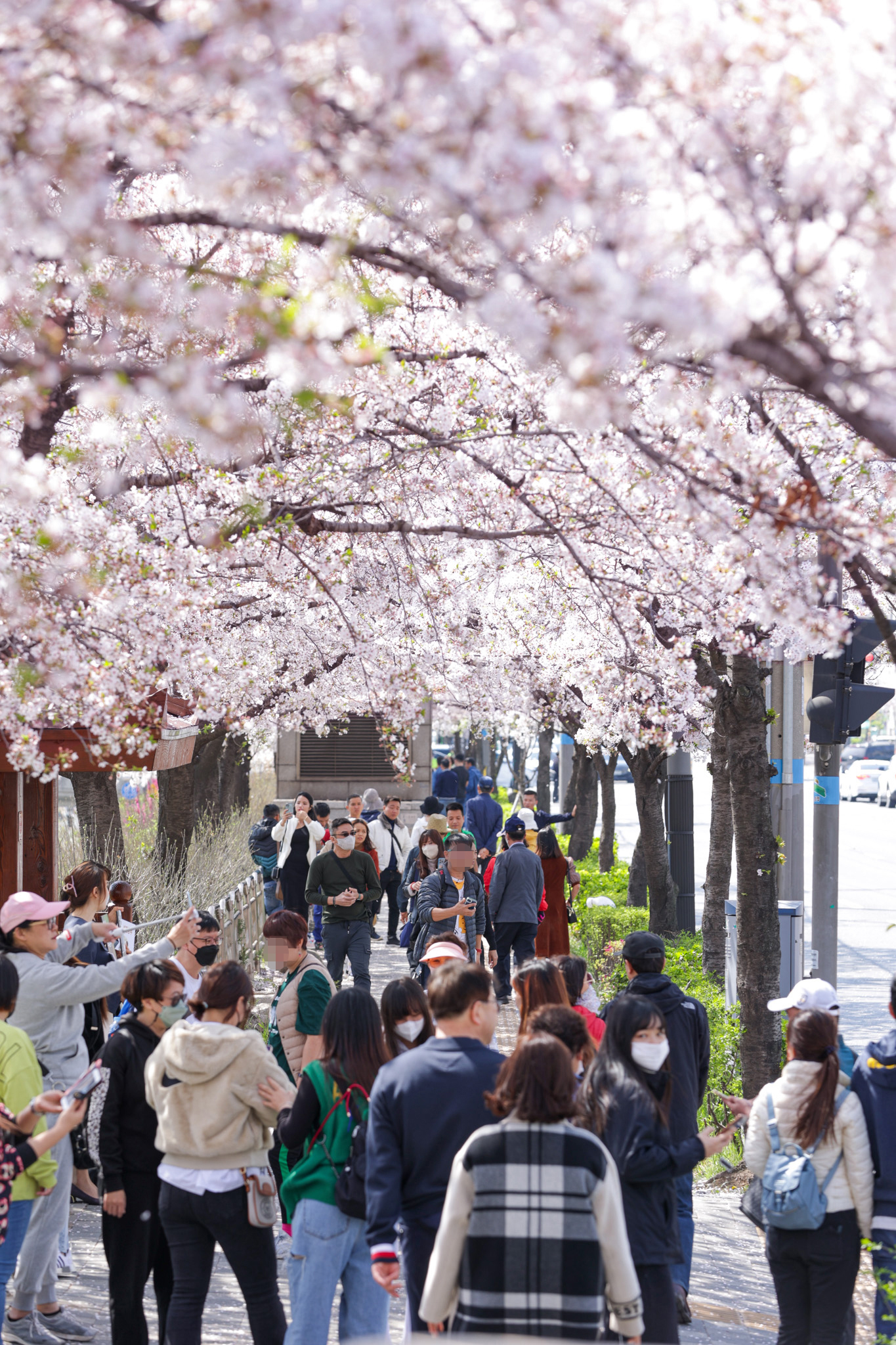 은평의 봄 2024 불광천 벚꽃축제 기본일정 및 프로그램 소개 (김범수 진성 코요태 김소현 하이키 출연) 은평 불광천 봄꽃 마라톤 대회 소개