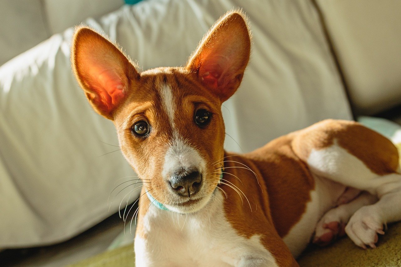 바센지(Basenji)
