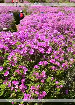 황매산 철쭉축제 등산코스