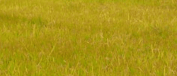 Tile 10