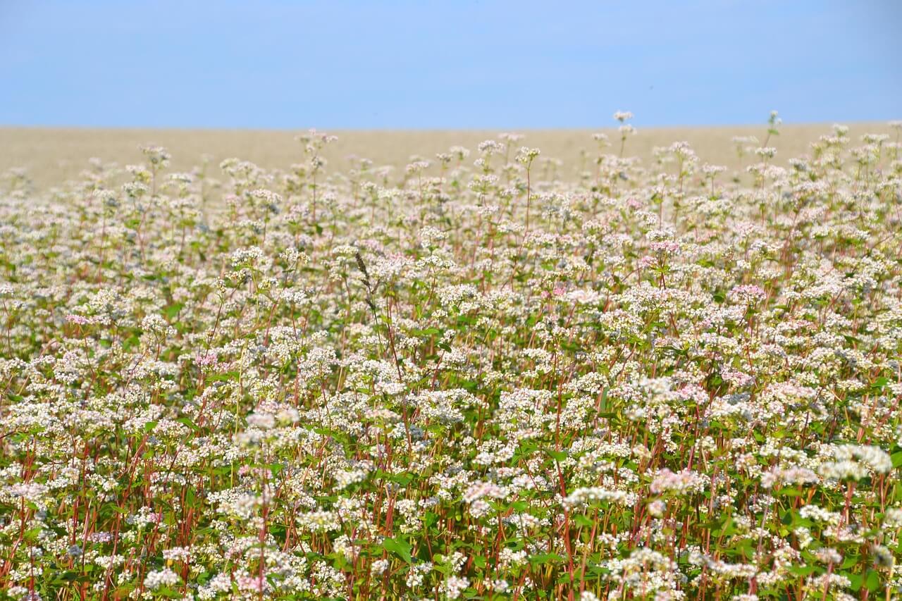강원도 평창의 특산물 메밀의 역사와 정선 아리랑