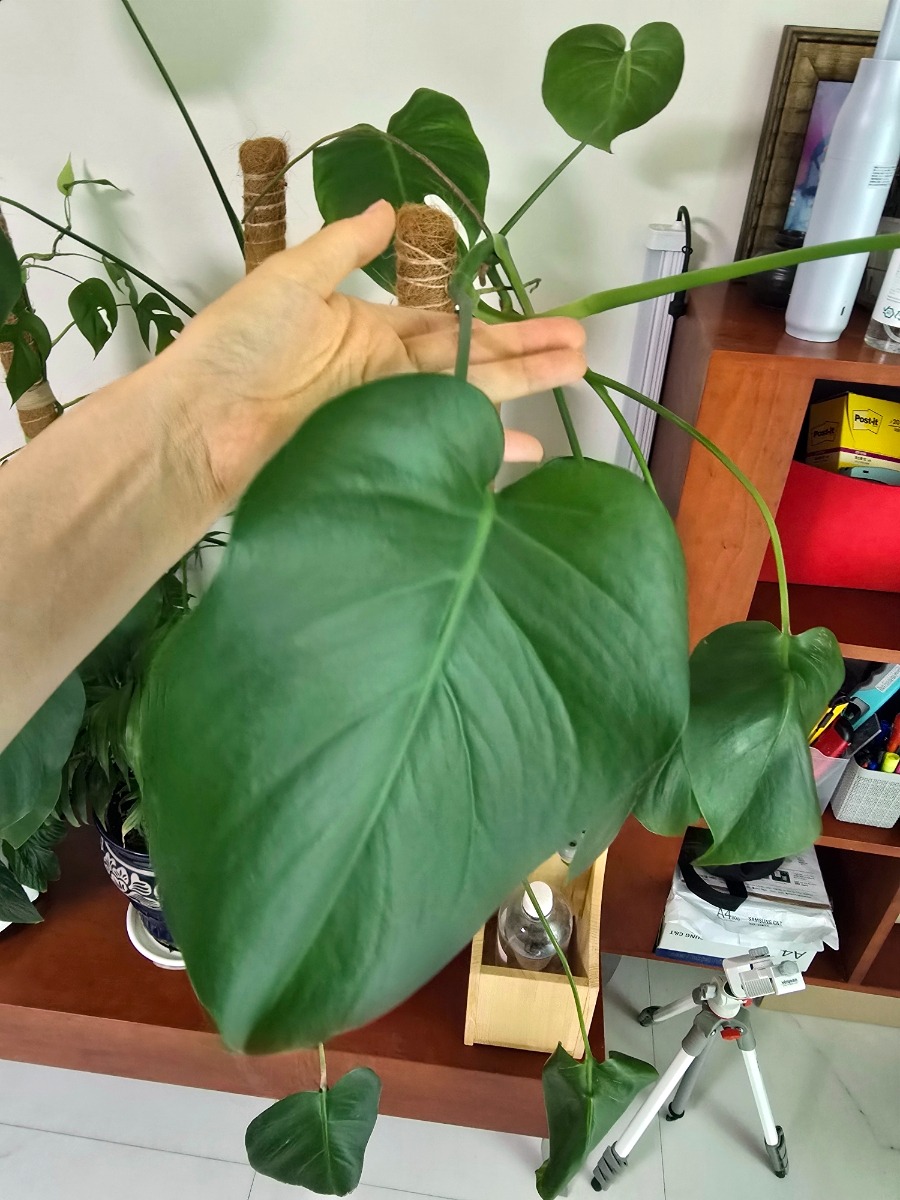 몬스테라 키우기&amp;#44; 가지치기&amp;#44; 분갈이 방법