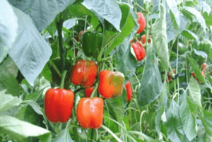 파프리카 효능11