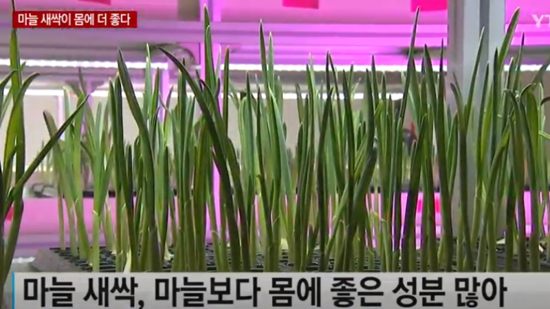 싹난마늘 먹어도될까 새싹마늘 효능 효과