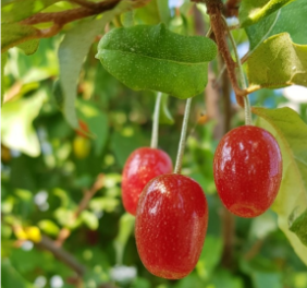 보리수 열매 효능