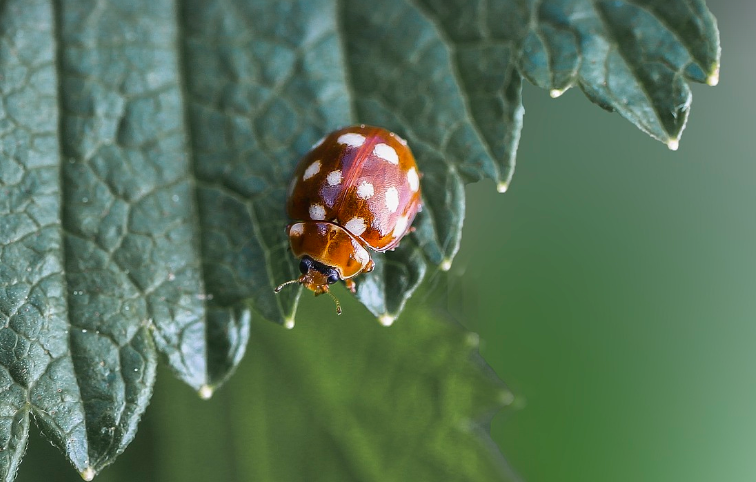 여름철 바퀴벌레 완벽 차단하는 7가지 방법
