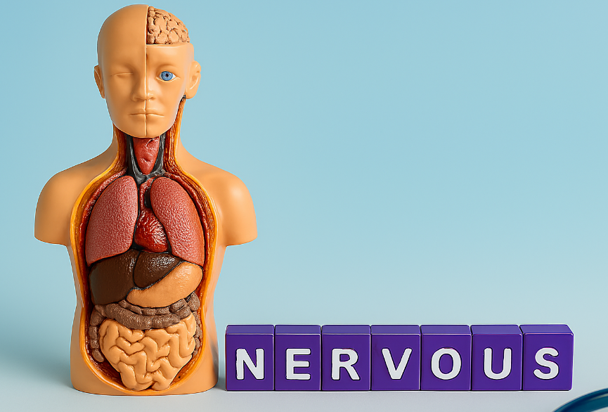 인체 상반신 모형이 왼쪽에 배치되어 있고, 오른쪽에는 “NERVOUS”라는 단어가 보라색 큐브로 배열되어 있는 장면