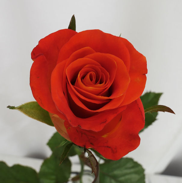 중랑구 장미공원 서울장미축제