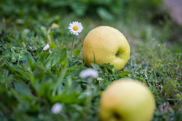 시나노골드 사과