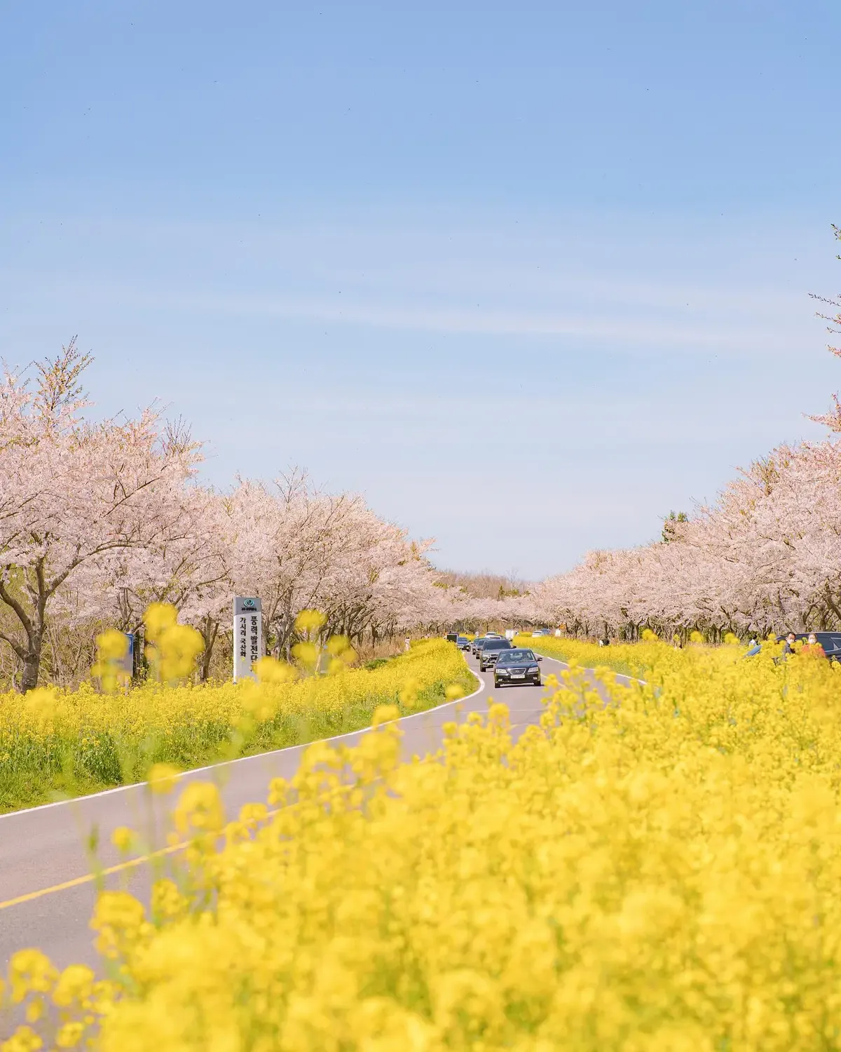 제주 벚꽃 명소 추천 아무도 모르는 명소_5