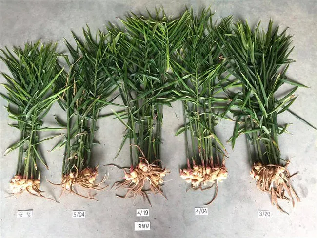 생강 재배 씨눈 맞추기 보온 피복 수확 건조_2