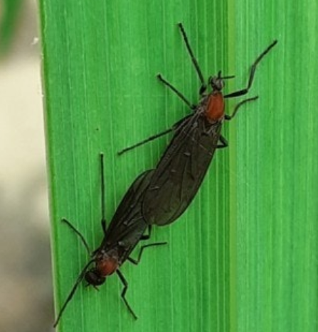 러브버그-붉은등우단털파리-퇴치방법