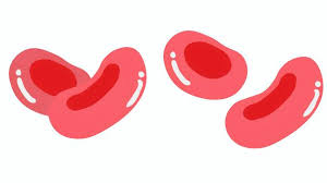 백혈구 정상수치