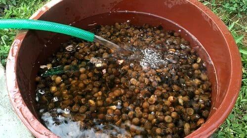 도토리-껍질-까는방법-까는법