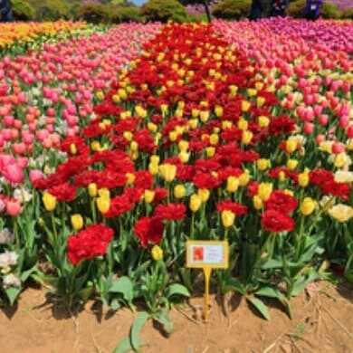 태안 세계 튤립 꽃 박람회