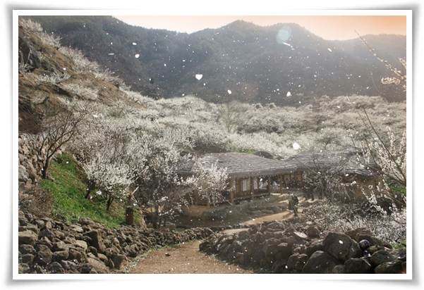 "매화" 겨울을 깨우는 은은한 향기의 비밀을 간직한 백매화 홍매화 청매화!