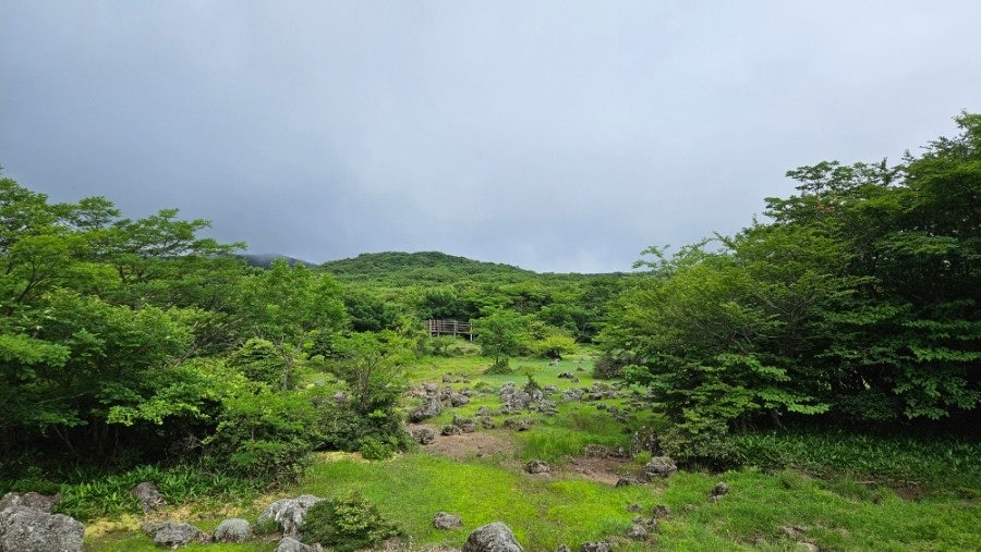해발 1,100m에 차로 올라가는 람사르 습지 제주 1100고지