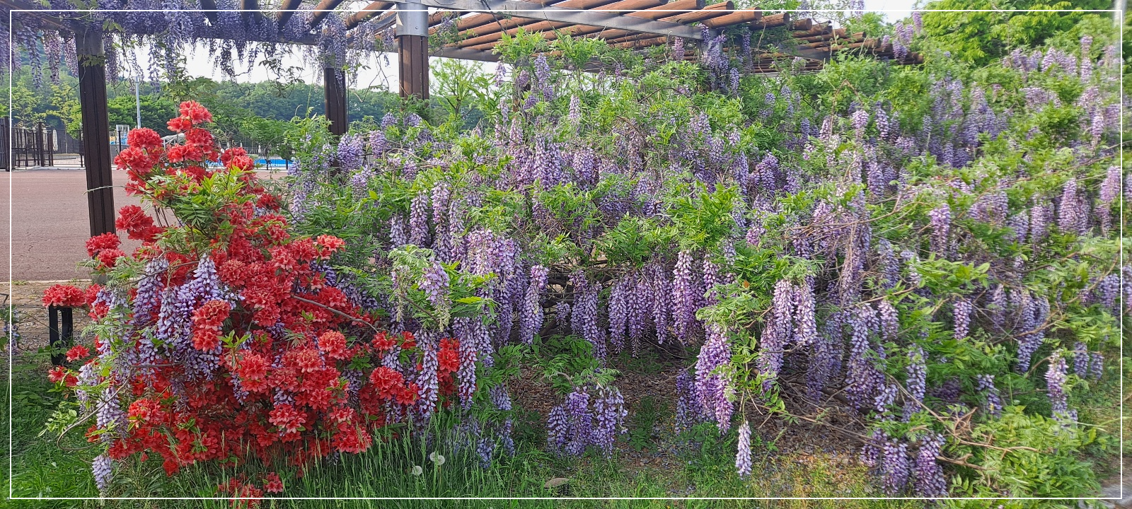 등나무꽃-영산홍