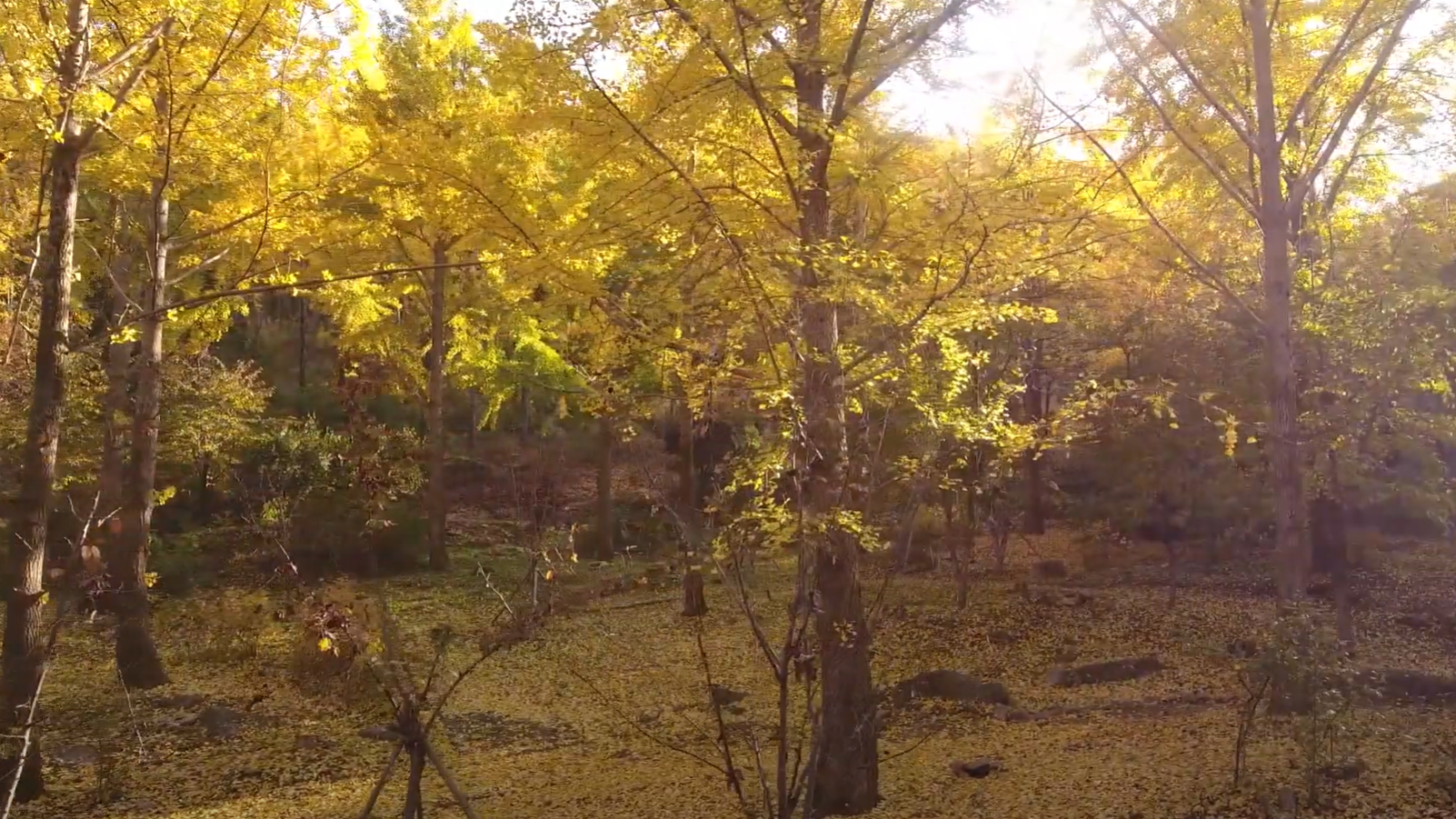 에버랜드 비밀의 은행나무 숲 예약 신청