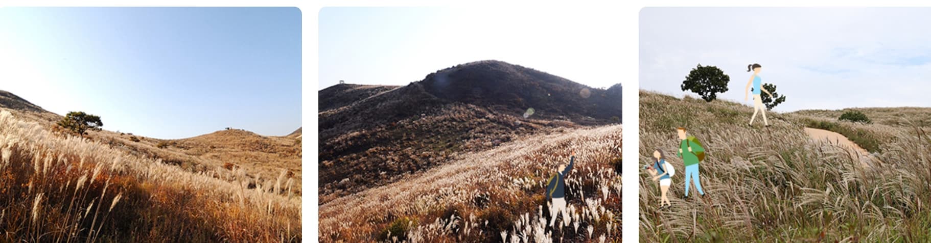 [경남 합천] 지역 가을 축제❘황매산 억새 축제❘기간, 일정, 실시간 개화 현황