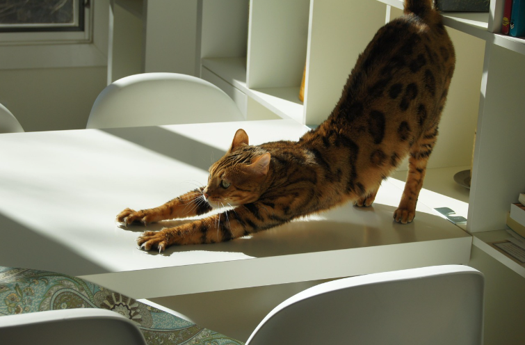 식탁 위에서 스트레칭을 하고 있는 고양이