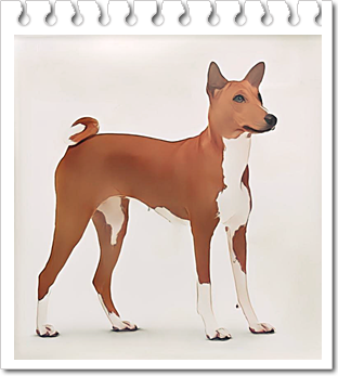 안녕soni
원시견 바센지