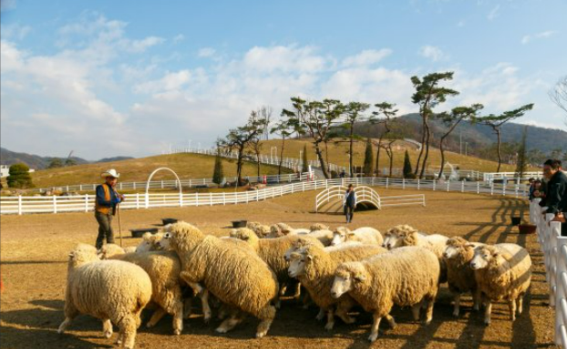 증평 에듀팜 관광단지 양떼 목장