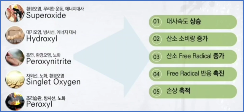 항산화영양소