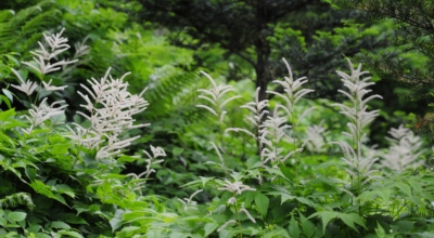 눈개승마 이미지