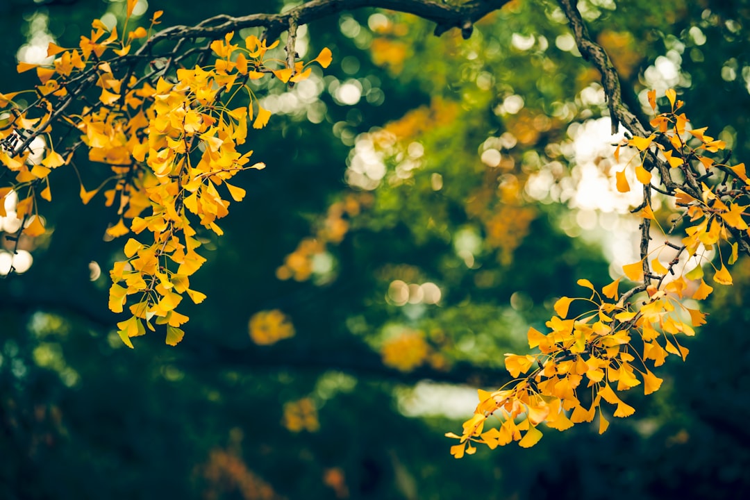 Ginkgo